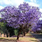 Paulownia Pom,1 Bucata