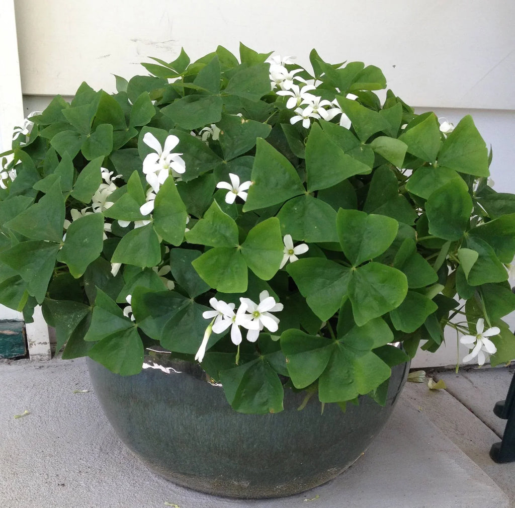 Bulbi de Oxalis "Regnellii", Trifoi Ornamental, 10 Bucăți