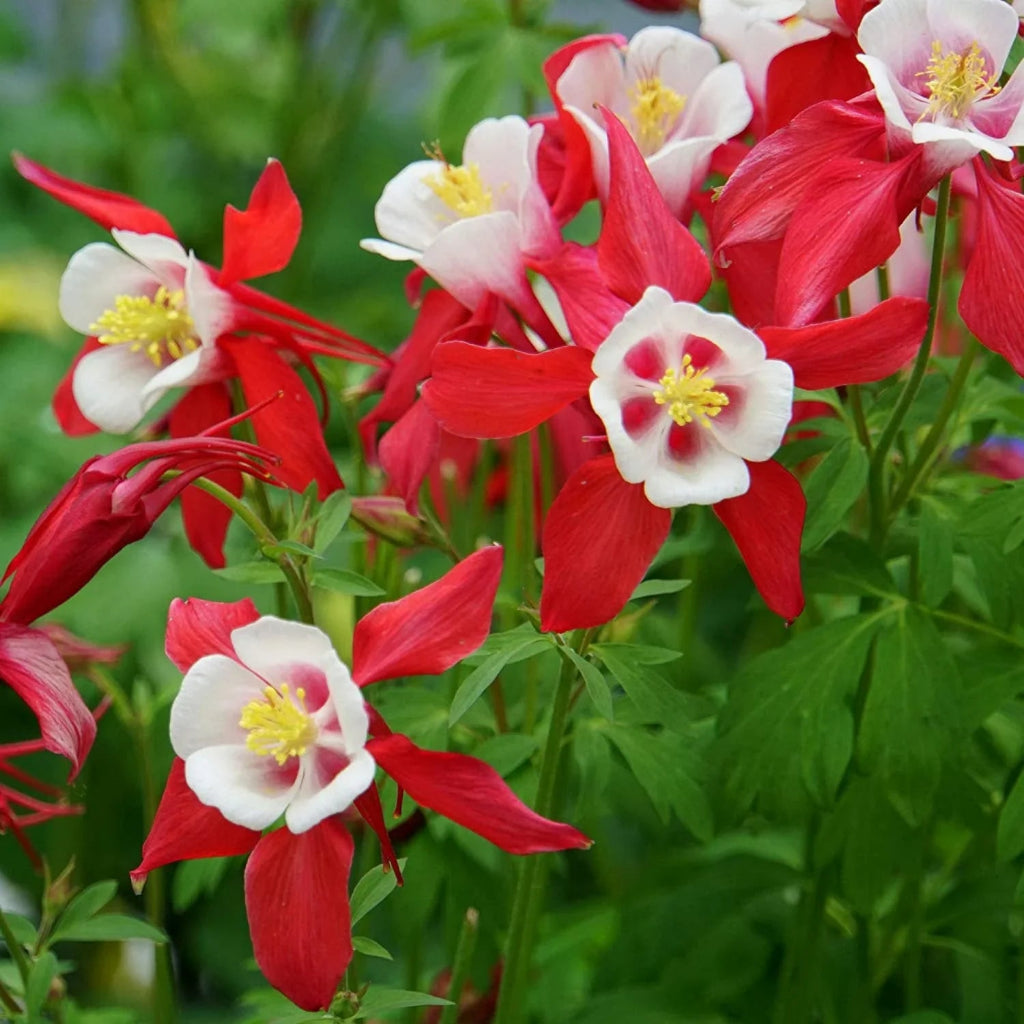Bulbi de Căldărușe Aquilegia "Crimson Star I", 2 bucati