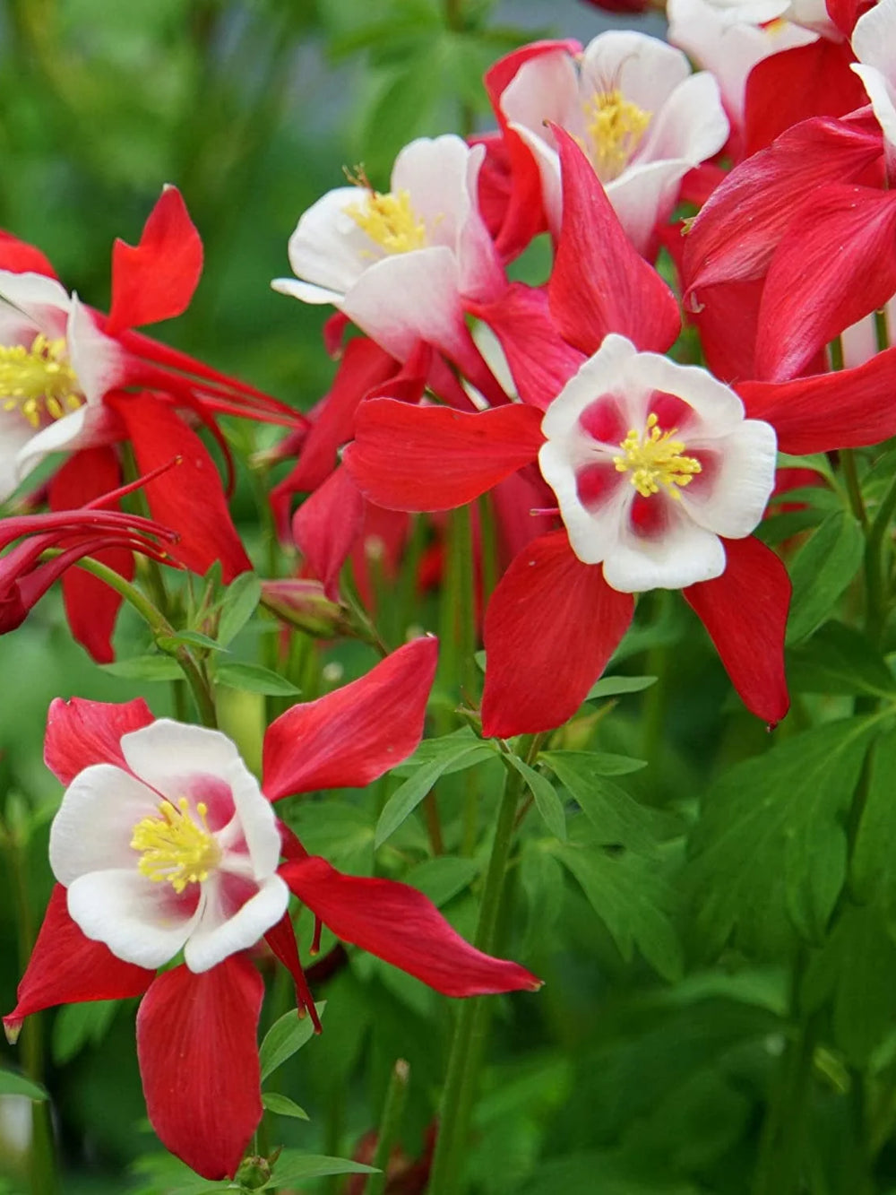 Bulbi de Caldaruse Aquilegia "Crimson Star I", 1 Bucata, la ghiveci