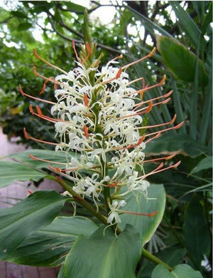 Bulbi de Ghimbir "Hedychium Coccineum Aurantiacum", Ellipticum Alb, 1 Bucata