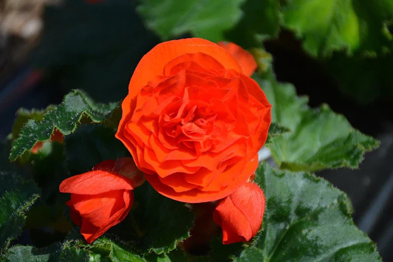 Bulbi Begonia - Double - Portocaliu - 2 Bucăți