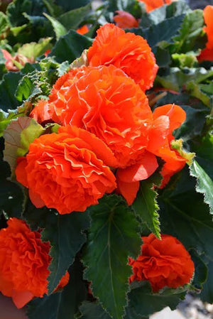 Bulbi de Begonia "Double", Portocaliu, 1 Bucata