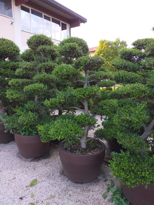 Bonsai Laur Japonez  ''Ilex Crenata Kinme'', la Ghiveci de 50L, 125/150 cm, 1 Bucata