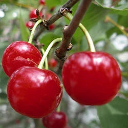 Vișin - Ilva - Anul 3