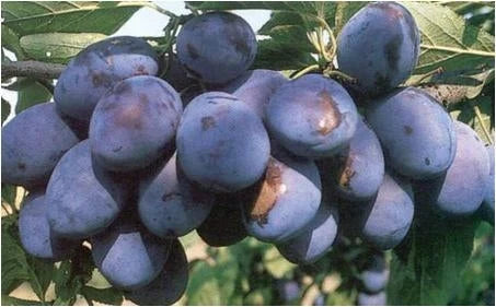 Prun - Cacanska Rodna - Anul 3