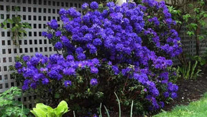 Rhododendron "Blue Balon",la Ghiveci, 1 Bucata