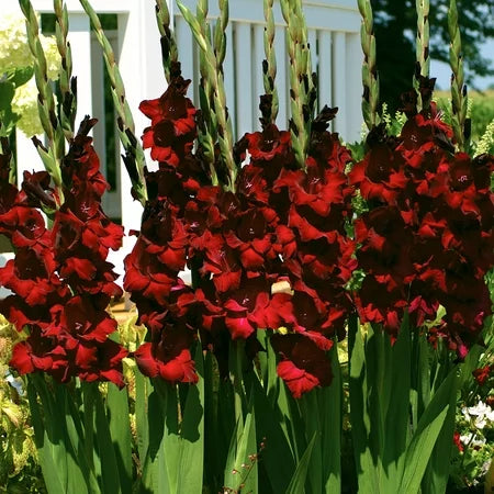 Bulbi Gladiole - At night - 5 buc