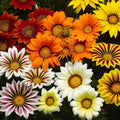 Semințe de Gazania Mix , 0.8 gr