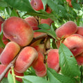 image_3caf87e7-4ab1-49ea-aed0-d4d26c646175 - Fitza Florilor