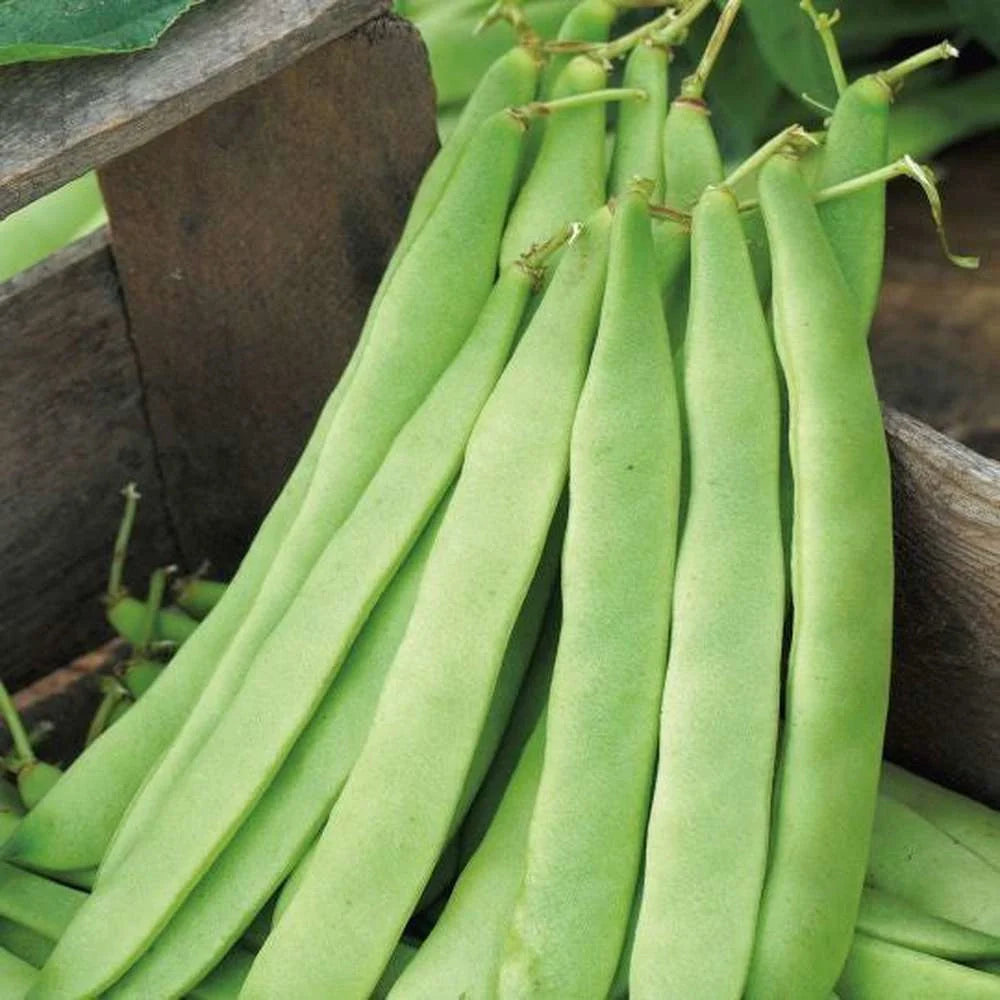 Semințe de Fasole Oloagă "Marconi" , 100 gr