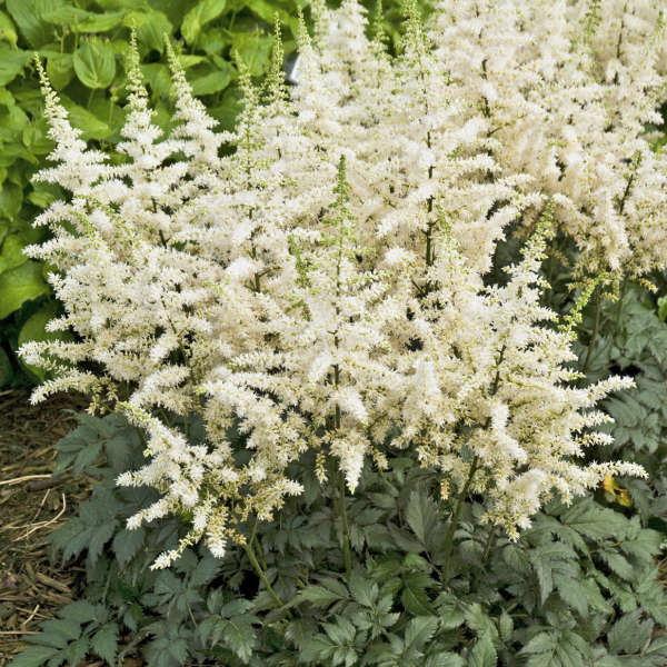 Astilbe Alb, 1 Bucata