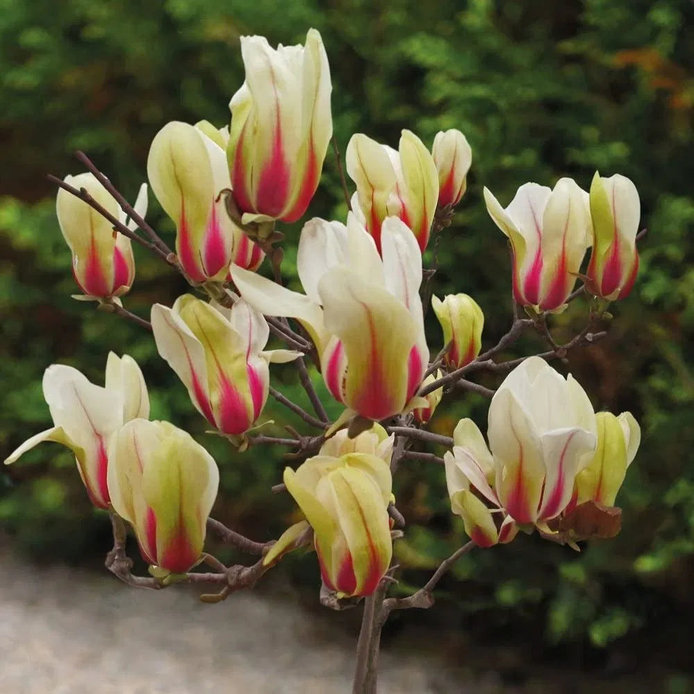 Magnolia "Sunrise", la Ghiveci de 3L, 1 Bucata