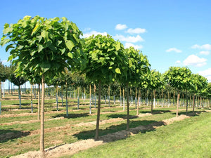 Catalpa Nana Glob, 1 Bucata