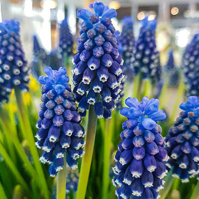 Bulbi de Muscari "Dark Eye", 5 Bucati