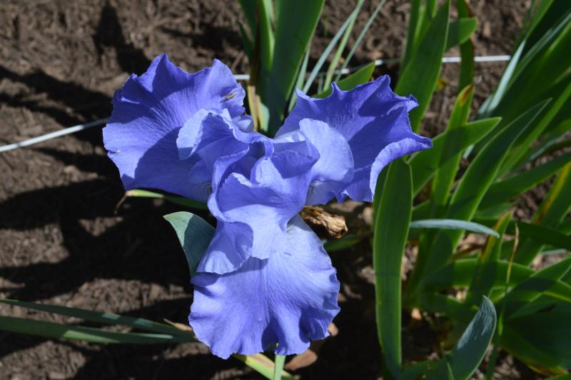 Bulbi de Iris Germanica "Sea Double", 1 Bucata