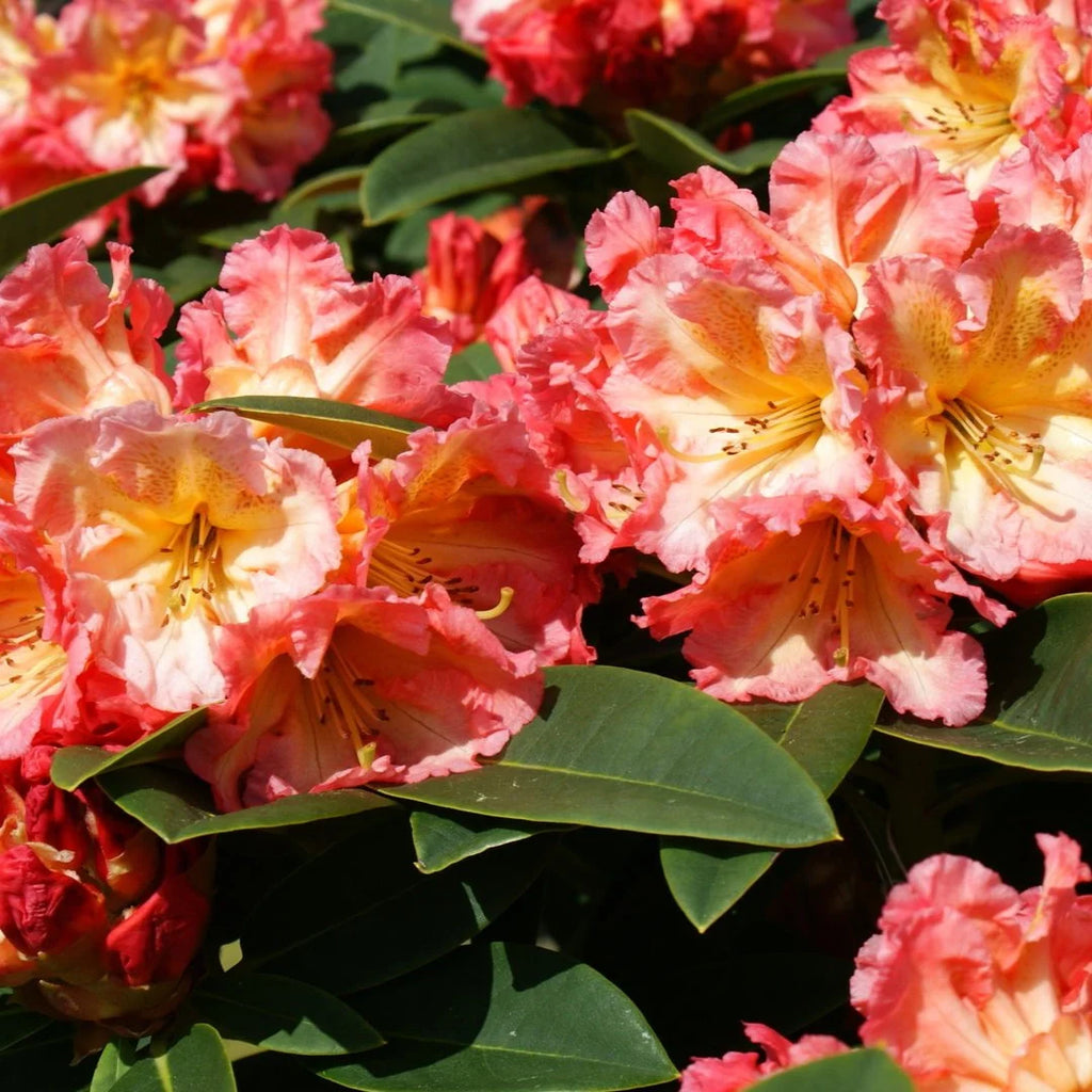 Rhododendron - Sun Fire - Ghiveci P9