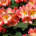 Rhododendron - Sun Fire - Ghiveci P9