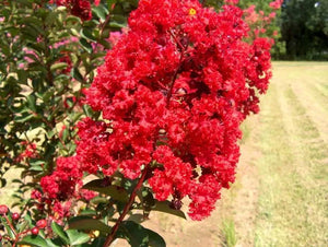 Liliac indian "Lagerstroemia Indica Coccinea Rosso", la Ghiveci de 10L, 150 cm, 1 Bucata