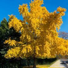 Ginkgo Biloba,1 Bucata