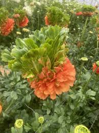 Bulbi de Ranunculus - Crown Nervion - 5 buc