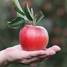 Măr Gala - Puiet Pom Fructifer - 1 pom/pachet