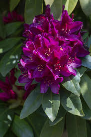 Rhododendron "Polarnacht",la Ghiveci, 1 Bucata