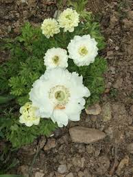 Bulbi de Anemone "Mount Everest", 5 Bucati