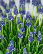 Bulbi de Muscari "Night Eyes", 5 Bucati