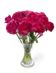 Bulbi de Ranunculus - Mercury - 5 buc
