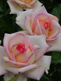 Trandafiri Butași Teahibrizi - Diamond D