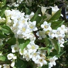 Weigela Alba, la Ghivechi de 3L, 1 Bucata