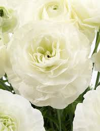 Bulbi de Ranunculus - Courchevel - 5 buc