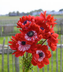 Bulbi Anemone - The Governor - 10 Bucăți