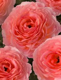 Bulbi de Ranunculus - Nohant - 5 buc