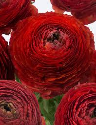 Bulbi de Ranunculus - Get Lucky - 5 buc