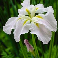 Bulbi de Iris Germanica "Ensata Gold Bound", 1 Bucata