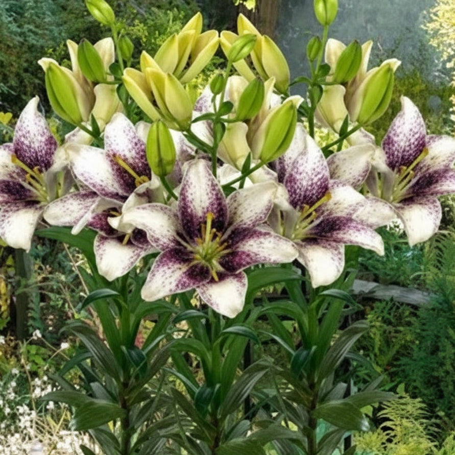 Bulbi de Crini Easy Spot cu flori mari, galbene cu pete închise. Ideali pentru grădină și ghiveci. Înflorire spectaculoasă vara.
