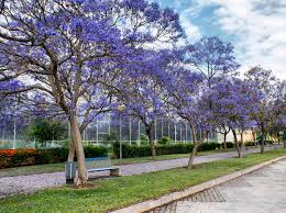 Paulownia Pom,1 Bucata