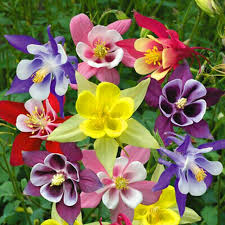 Bulbi de Caldaruse Aquilegia "McKanna Hybrids", Culori Mixt Premium, 10 bucati