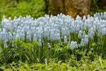 Bulbi de Muscari "Baby's Breath", 5 Bucati