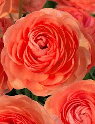 Bulbi de Ranunculus - Paradou - 5 buc