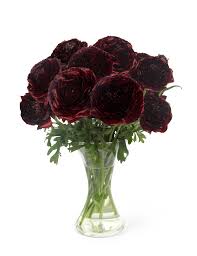 Bulbi de Ranunculus - Perigord - 5 buc