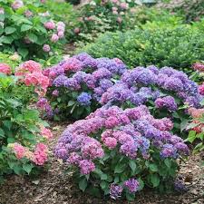 Hortensia "Hydrangea Macrophylla Blue", la Ghiveci de 30L, 100-120 cm, 1 Bucata