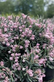 Andromeda Polifolia Blue Ice, 1 Bucata