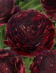 Bulbi de Ranunculus - Perigord - 5 buc