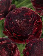 Bulbi de Ranunculus "Perigord", 5 Bucati