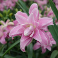 Bulbi de Crini Lotus Spring cu flori elegante și culori delicate. Ideali pentru grădină și ghiveci. Înflorire bogată vara.