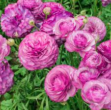 Bulbi de Ranunculus - Loubeyres - 5 buc