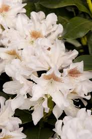 Rhododendron "Cunningham's White",la Ghiveci, 1 Bucata